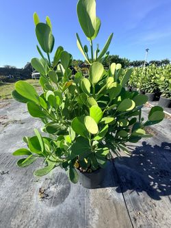 Spectacular 7-gallon clusia plants