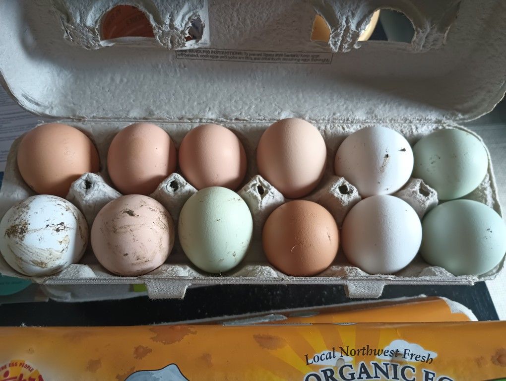 Chicken Eggs