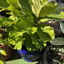 Fiddle Leaf Fig 