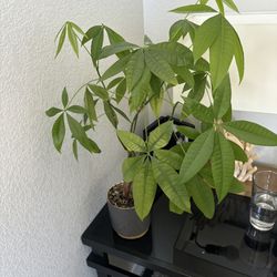 Money Tree Plant With Ceramic Pot