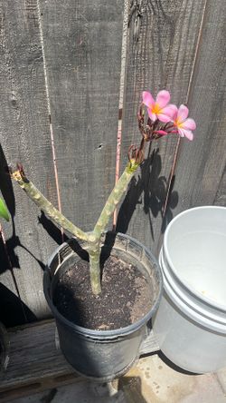 Plumaria