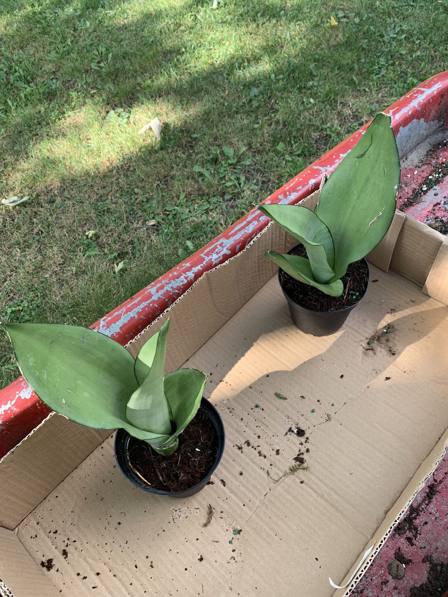 Moonshine Snake Plants!! $12 Each!!