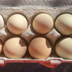 Backyard Fresh Eggs