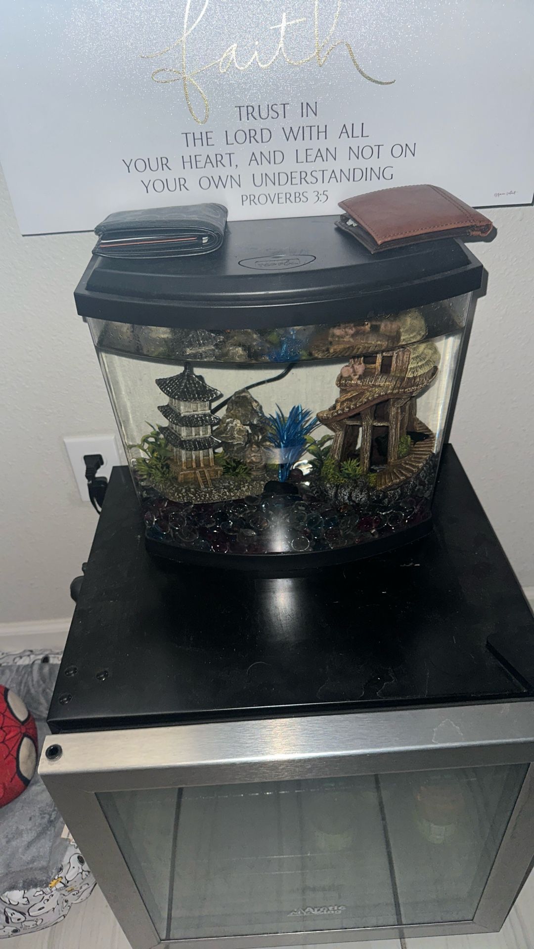 Betta Fish Tank