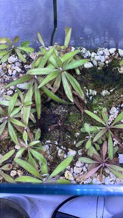 Drosera adelea
