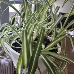 🍀 Stunning Spider Plant