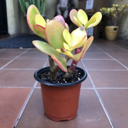 Yellow Sunset Jade Succulent 