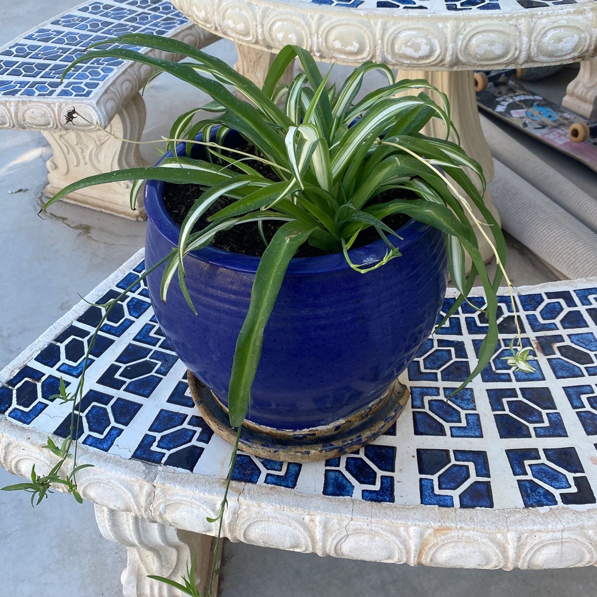 Plant And Pot