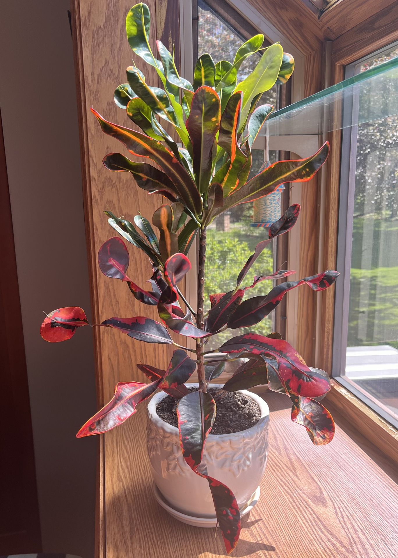 Large Plant - Red Banana Croton (Codiaeum Variegatum’Mammy’)