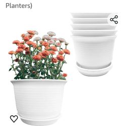 Plant Pots 