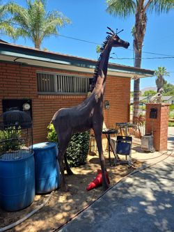 Giraffe Over 12 Feet Tall