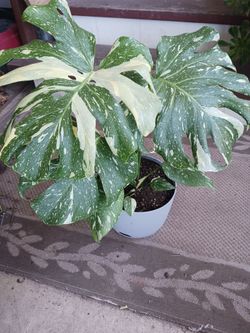 Monstera variegated, SEE OTHER OFFERS