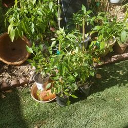  Chile de Arbol And   Thai  Chile Plants🌳🌶🌶q