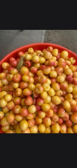 Last boxes of yellow cherry $25 the basket $40 the bucket