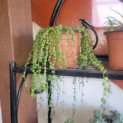 String Of Pearls Plant 