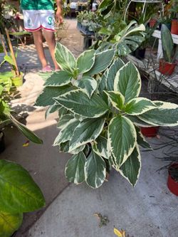 variegated hydrangea 10” pot
