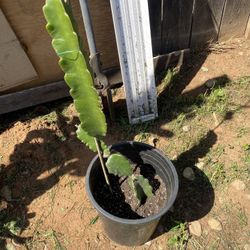 Red Dragonfruit Plant
