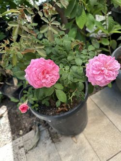 Hybrid Pink Tea Rose Plant