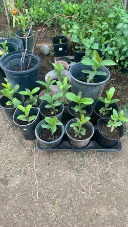 Plantas de Guayaba lista para plantar