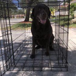 Large dog Crate / Cage. Foldable Dog Kennel (Good Boy Not Included **)