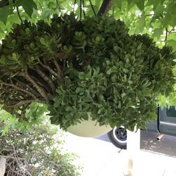Hanging Basket Succulent Combo