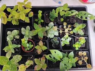 Plants in mini pots