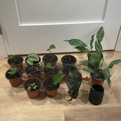 Indoor Plants