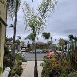 Queen Palm Tree