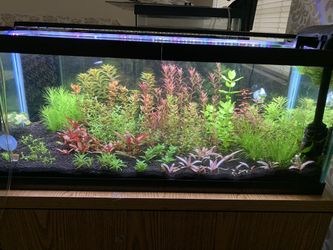 Aquarium/Aquatic Plant Trimming