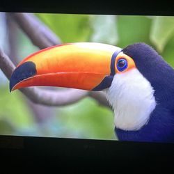 LG 32” Full HD LCD TV