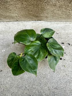 Philodendron Hederaceum Variegated 4” Pot Live Plant