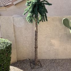 Outdoor Palm Tree