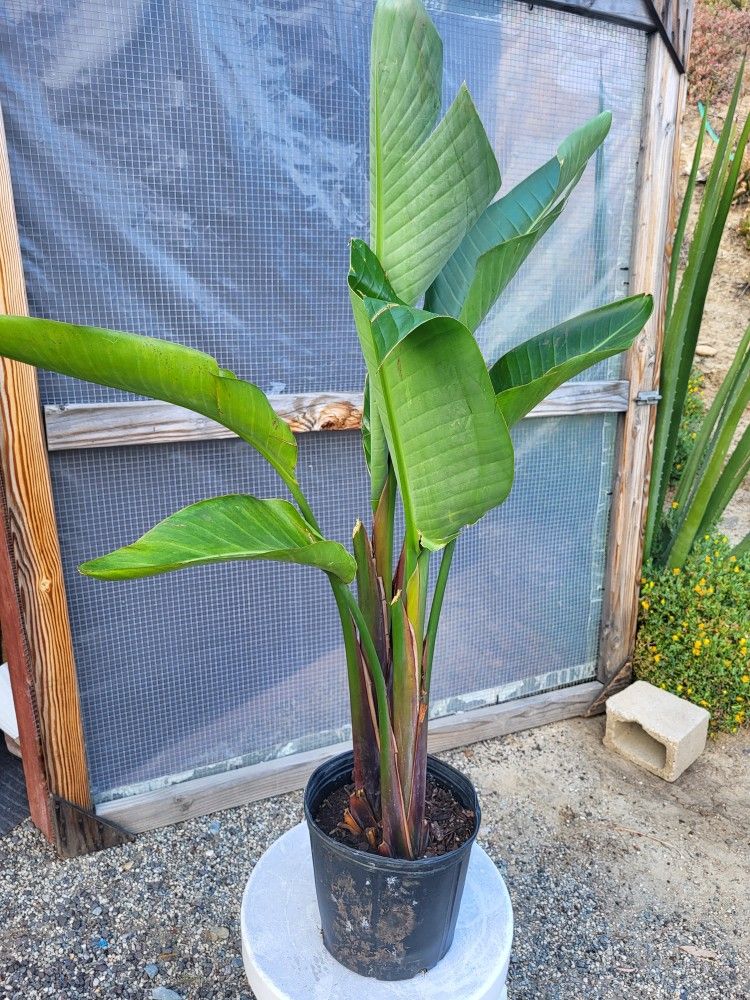 Birds Of Paradise Plant 10" Pot 3.5ft Tall