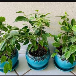 ♥️VARIEGATED Weeping Fig Low maintenance & stress-reducing, perfect for busy plant lover♥️