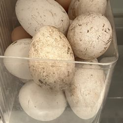 Goose Eggs for Sale