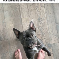 Help Find Luna - Stanwood Area - by AM-PM