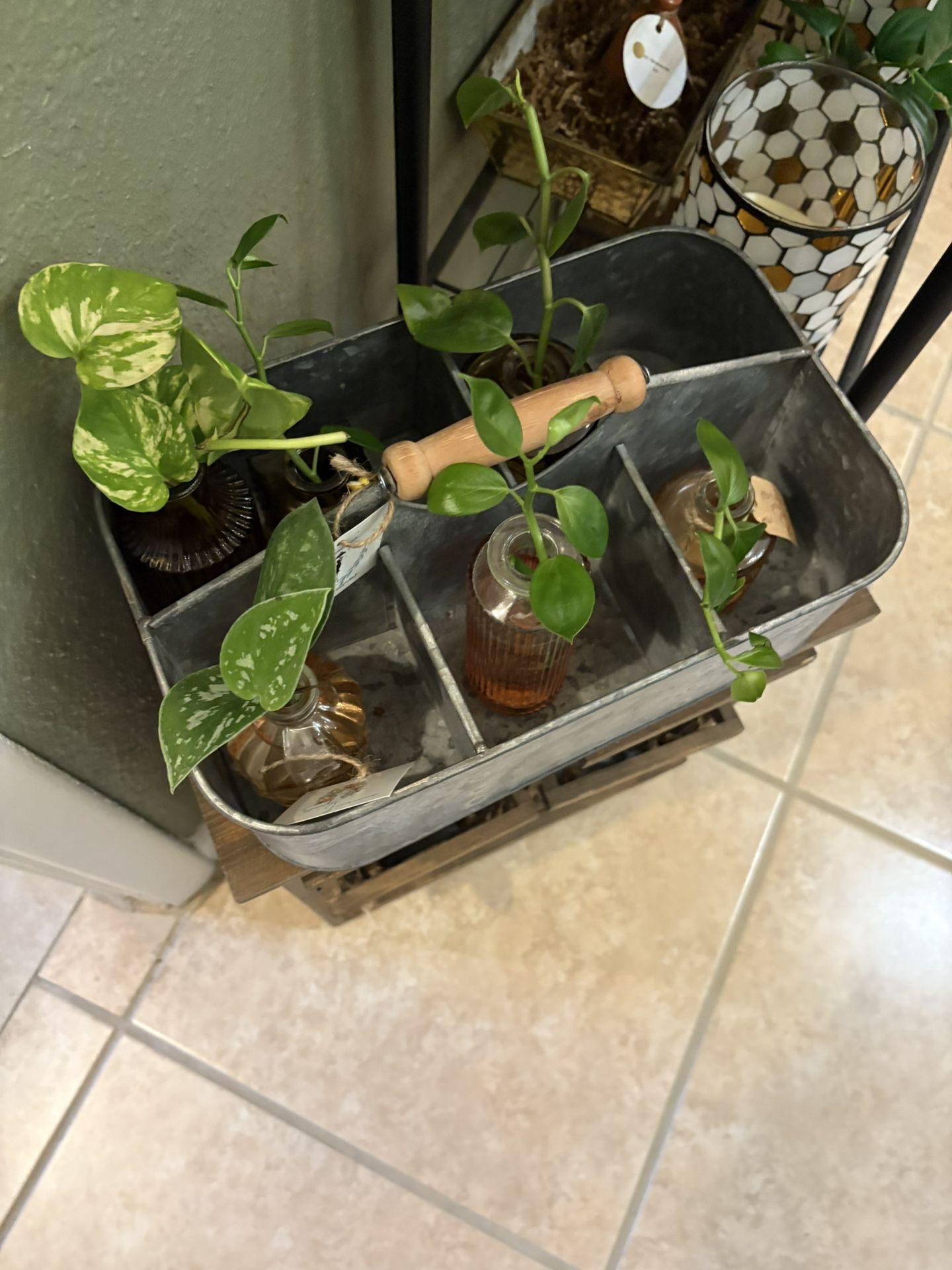 Plant Cutting With Propagation Vase Cute