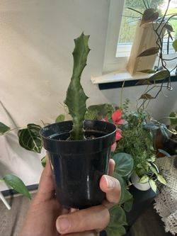 Dragone Bone Cactus (Euphorbia lactea) 🌵