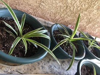 Spider plant