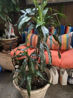 Plant Saludable