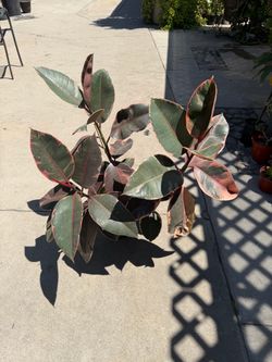 8” xl pink ruby rubber plant