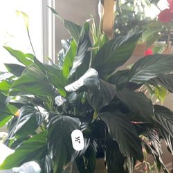Live Potted Peace Lily Plant 