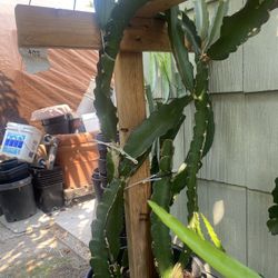 Red Dragonfruit Plant