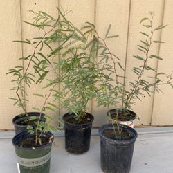 Árboles De Mesquite 