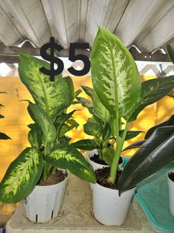 Dieffenbachia