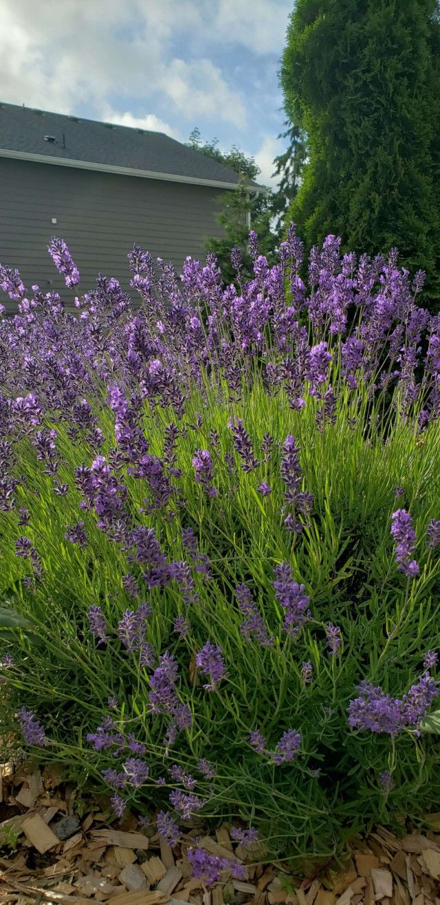 Lavender Bundle