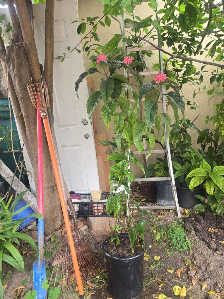 Plant