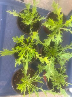 Mizuna Lettuce Plants