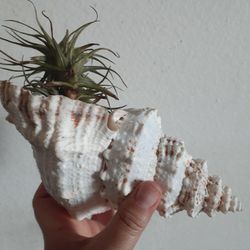 Air Plant  With Shell 