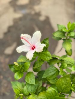White hibiscus 5 gal